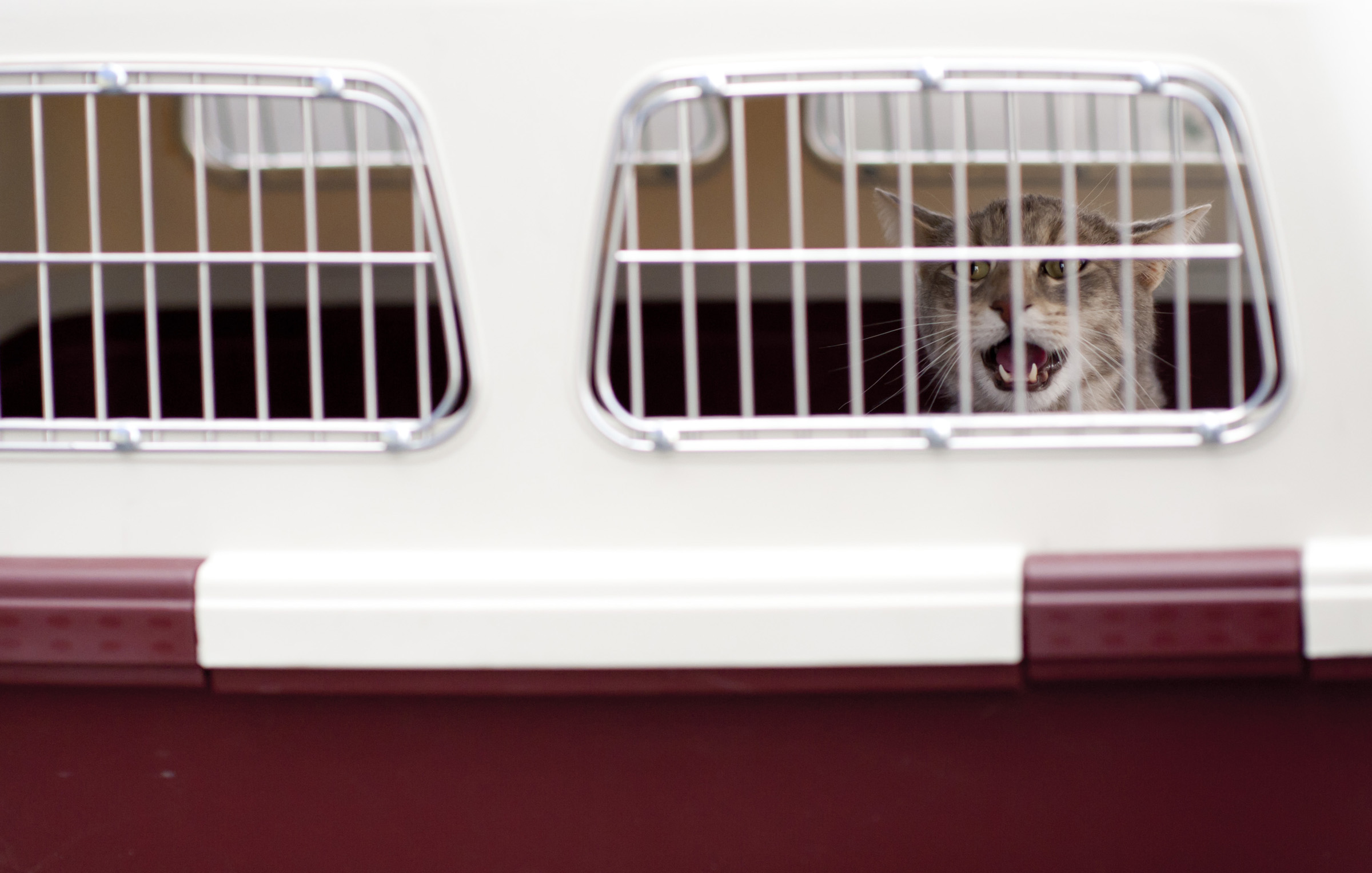 Cat in a transport cage — illustrative public-domain photo